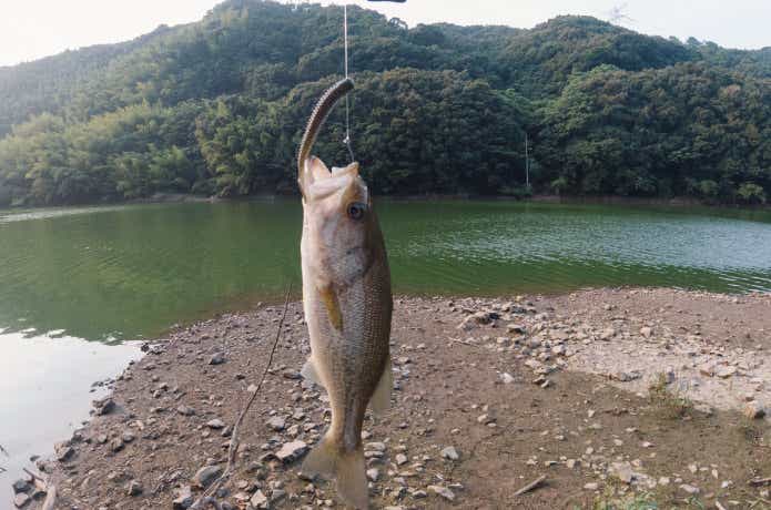 ブラックバス