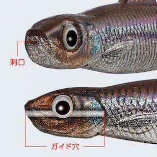 ラストエース80Fのガイド穴