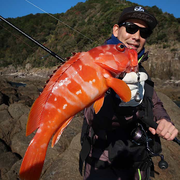 関西で釣ったアカハタ