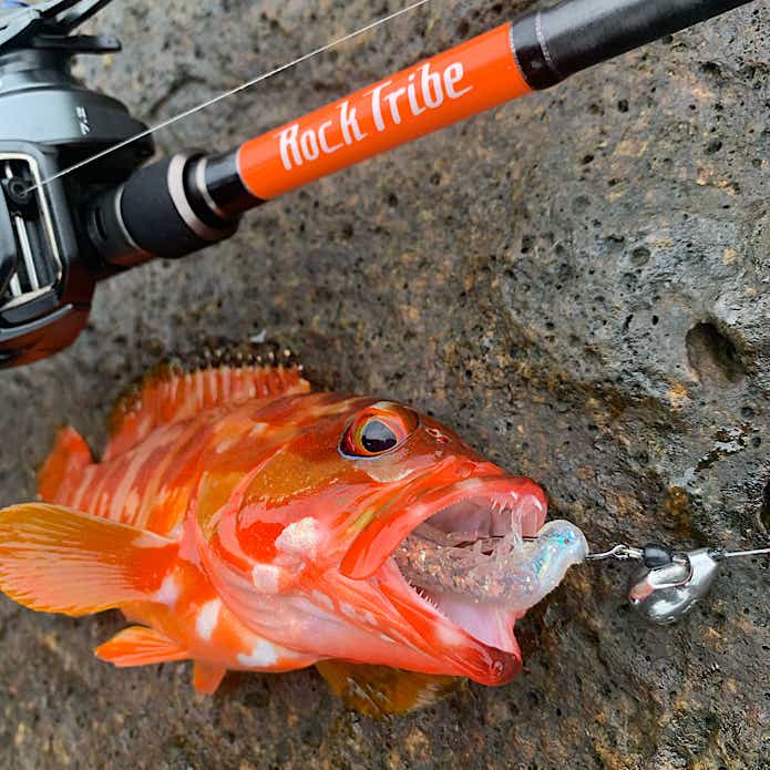 ビフテキリグで釣ったアカハタ