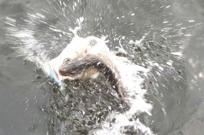 エラ洗い