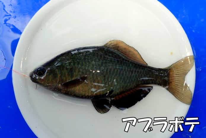 アブラボテ