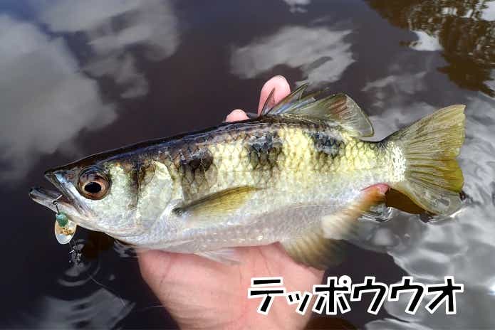 テッポウウオ