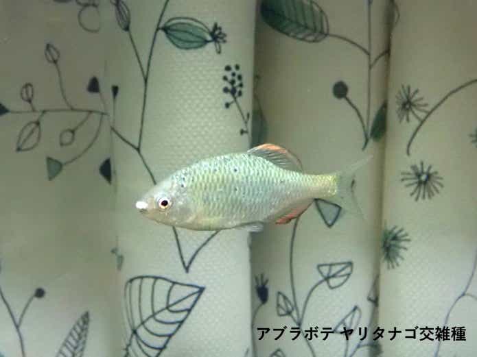 アブラボテ　やりタナゴ　交雑種