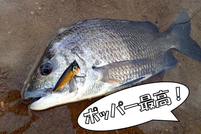 ナンヨウチヌ
