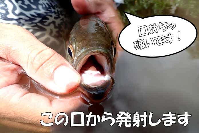 テッポウウオ　口