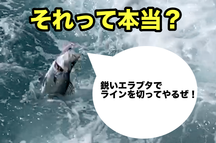 エラ洗い　理由