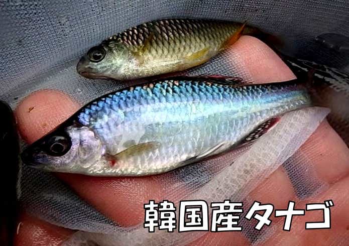 韓国産タナゴ