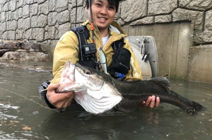 シーバスの釣果