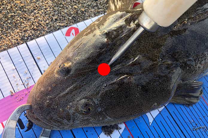 マゴチの締め方の画像