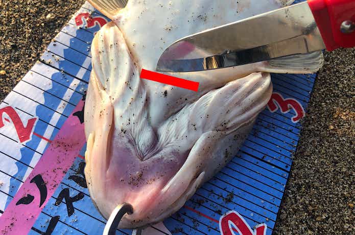 マゴチの締め方の画像