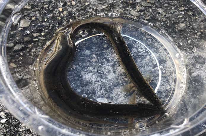 引き釣りの画像