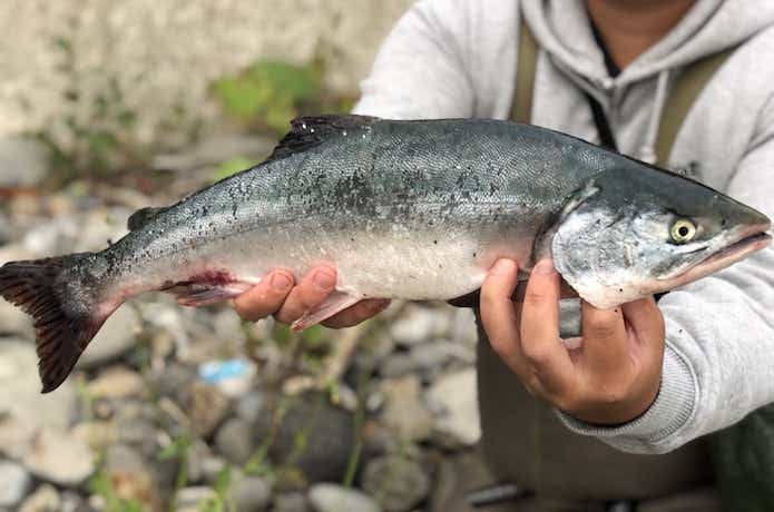 北海道の秋の風物詩！知床の海は『カラフトマス』釣りがアツかった！ | TSURI HACK[釣りハック]