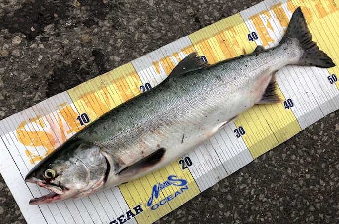 カラフトマス釣りの画像