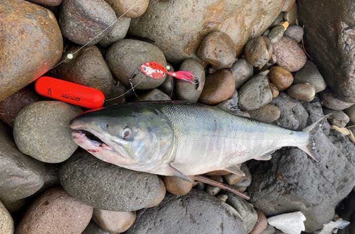 アキアジ釣り