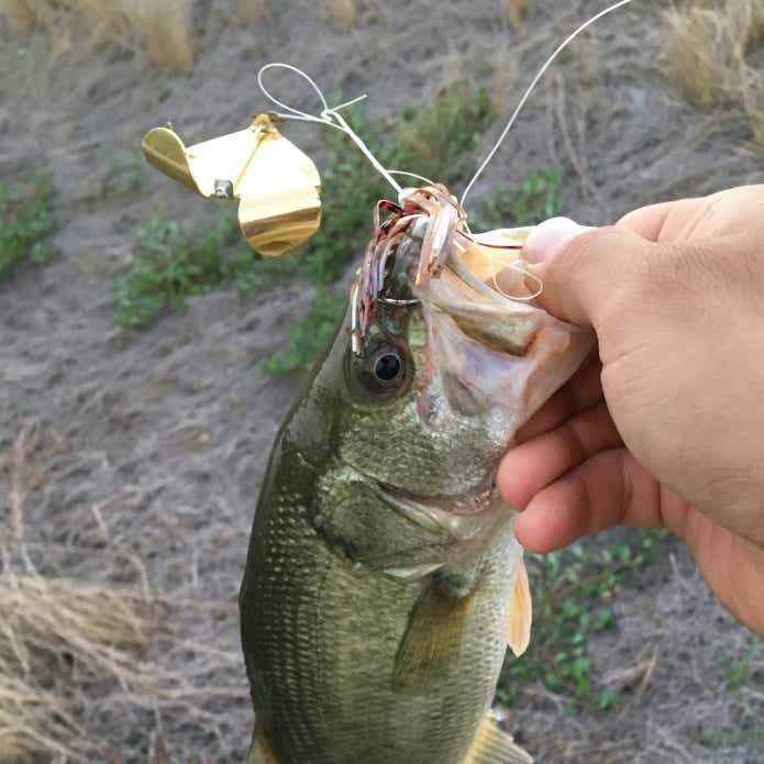 ボルケーノグリッパーで釣れたバス