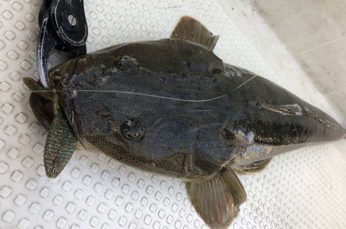 ボートマゴチの釣果