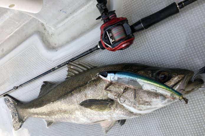 トップで釣れたシーバス