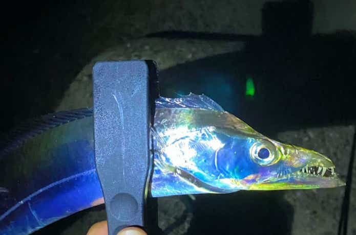タチウオルの画像