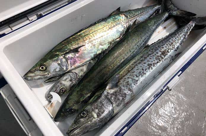 サワラの釣果