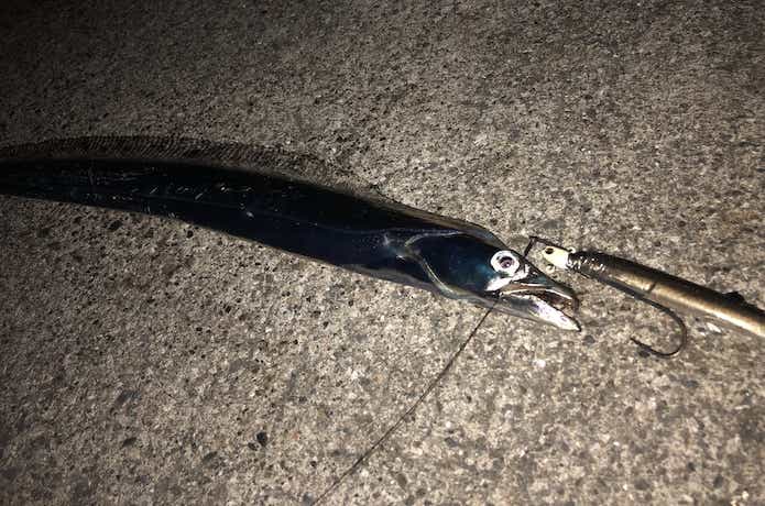 引き釣りの画像