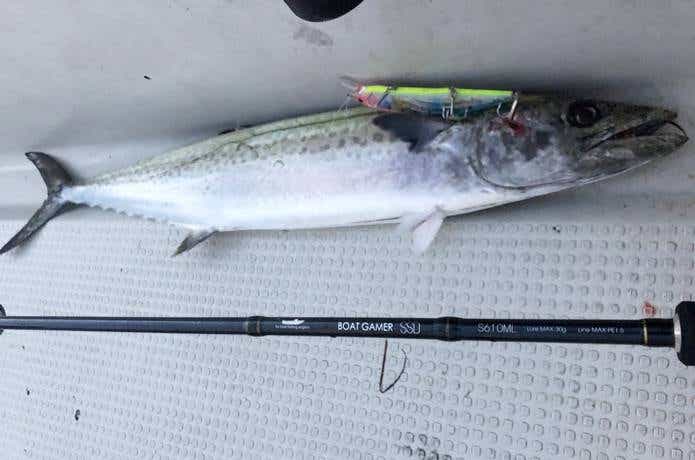 キャスティングで釣れたサワラ