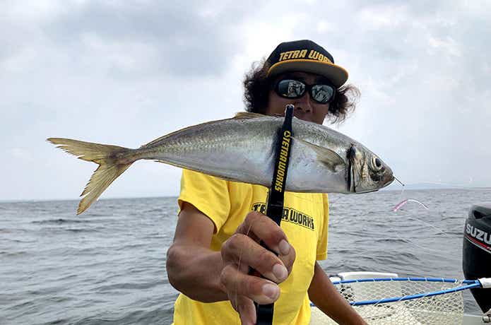 東京湾ボートアジングの釣果