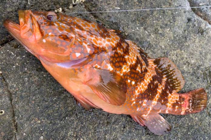 関西で釣ったアコウ