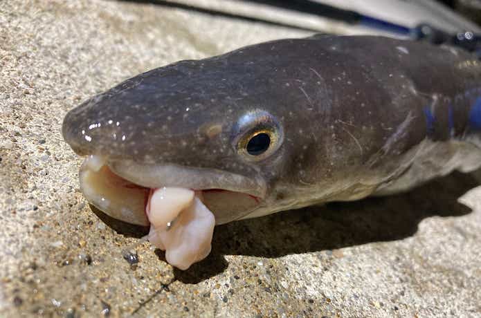 イカの塩辛の釣り餌