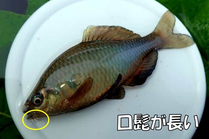 アブラボテ　特徴