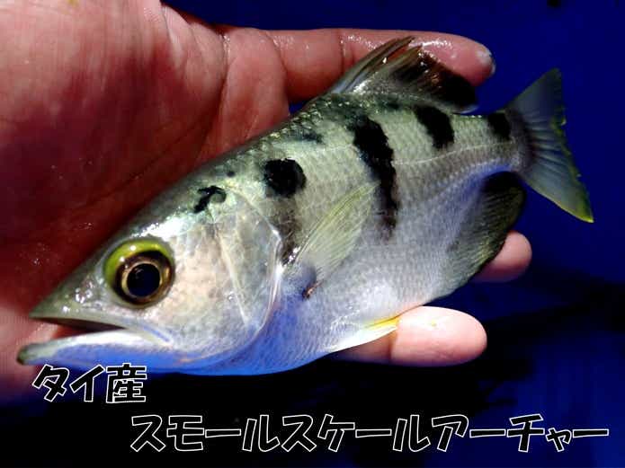 スモールスケールアーチャー　テッポウウオ
