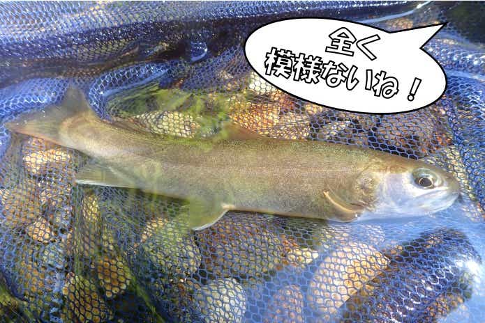 ENDOH MINNOW WBカモラ11A´-