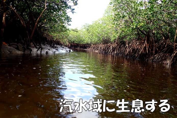 テッポウウオ　生息域