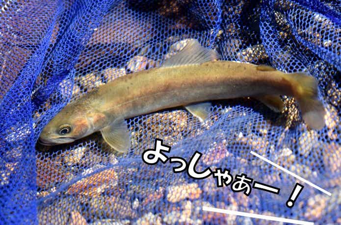 ムハンイワナ