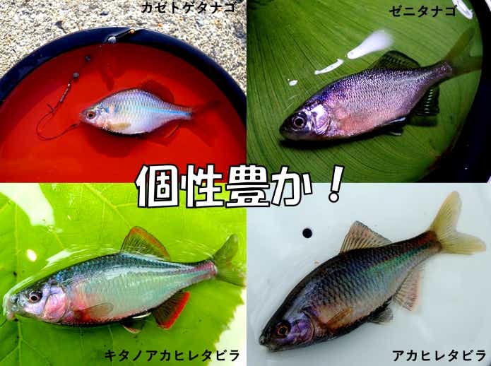 タナゴ　綺麗