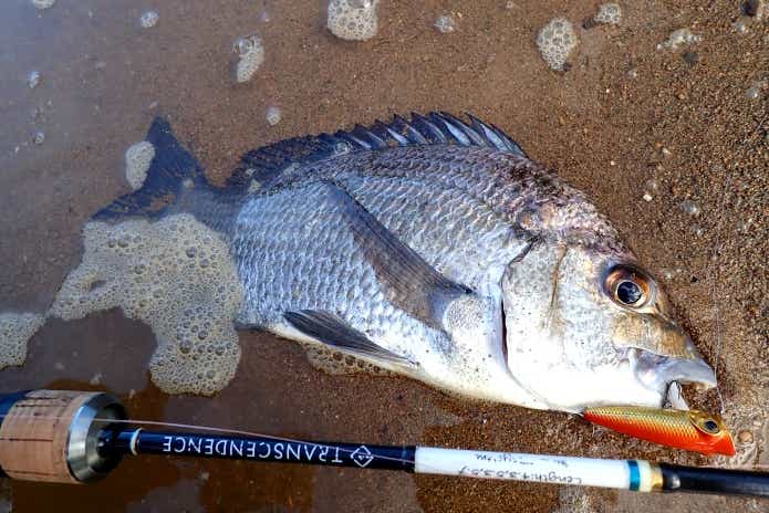 ナンヨウチヌ　釣り