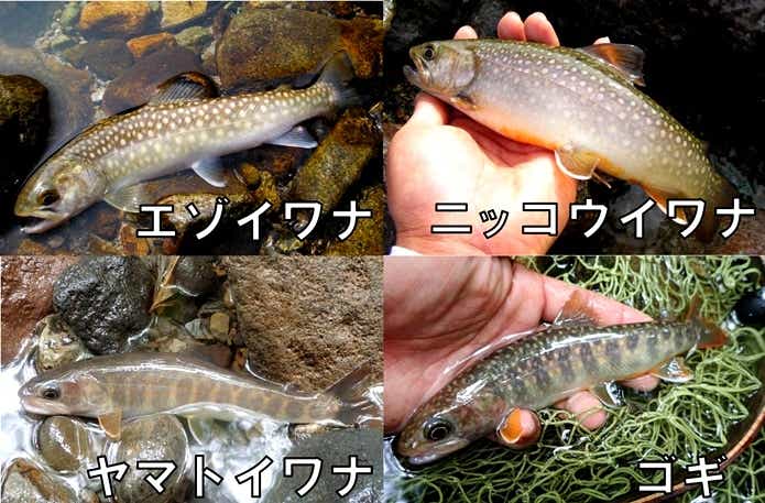 イワナ　種類