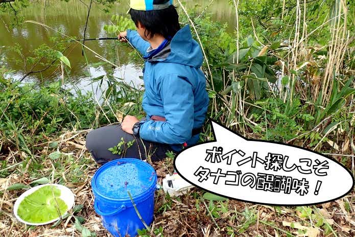 タナゴ　釣り