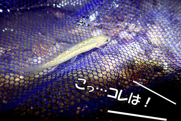 カメクライワナ　稚魚
