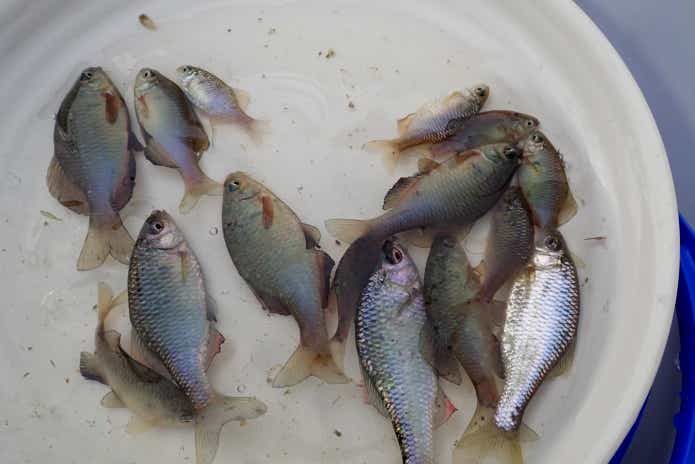 アブラボテ　釣り