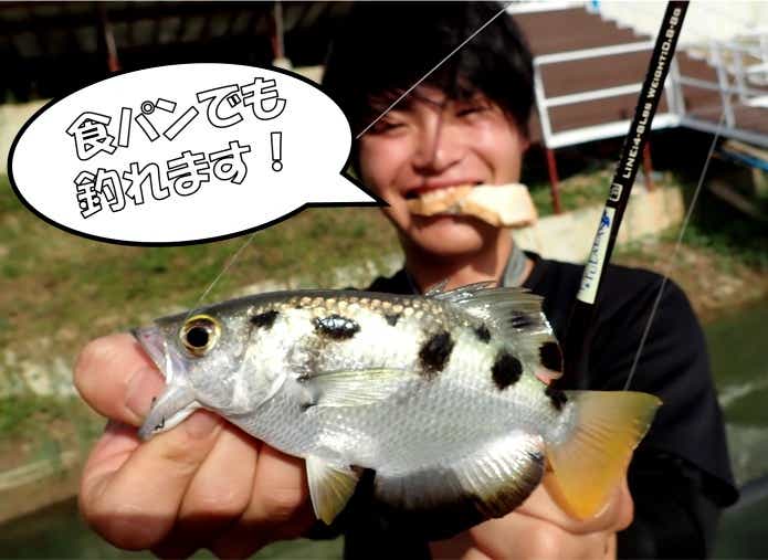 食パン　テッポウウオ　釣り