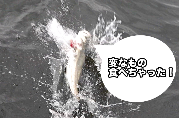 エラ洗い　理由
