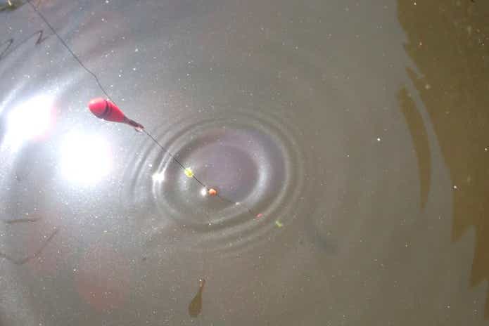 タナゴ釣り