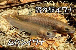カメクライワナ　ムハンイワナ