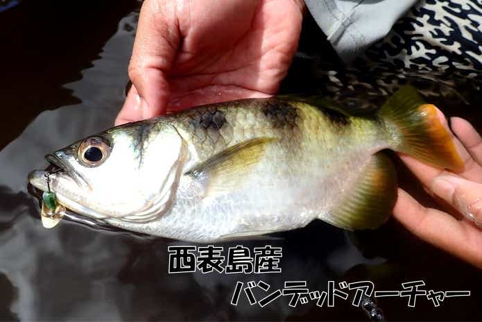 ルアーで釣った　テッポウウオ