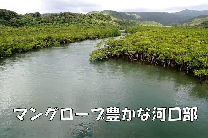 ナンヨウチヌ　好む場所