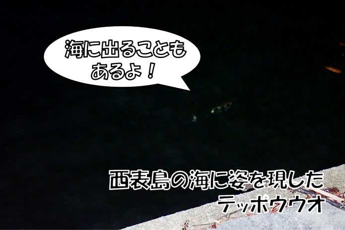 テッポウウオ　水中