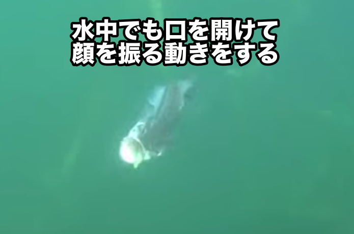 エラ洗い