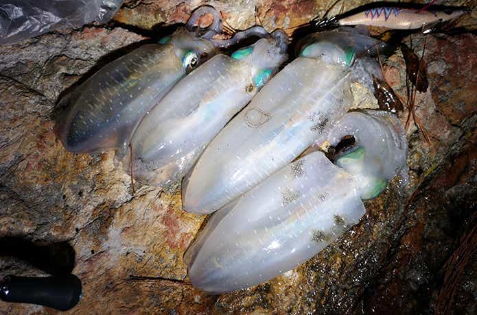 釣果画像