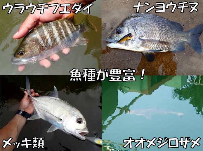 西表島で釣れる魚